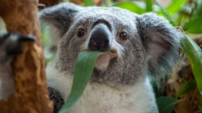GETTY IMAGES Image caption Популяция коал падает уже несколько десятилетий