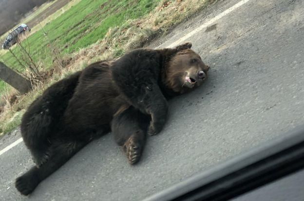 DORIN NIOMATI Image caption Жители Румынии были возмущены, что медведя оставили умирать на дороге