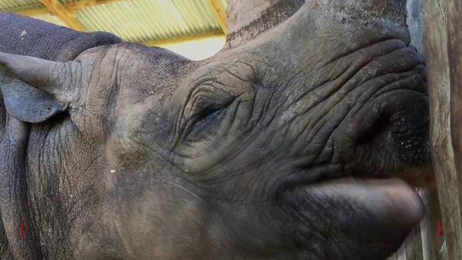 Фауста была самым старым носорогом на Земле