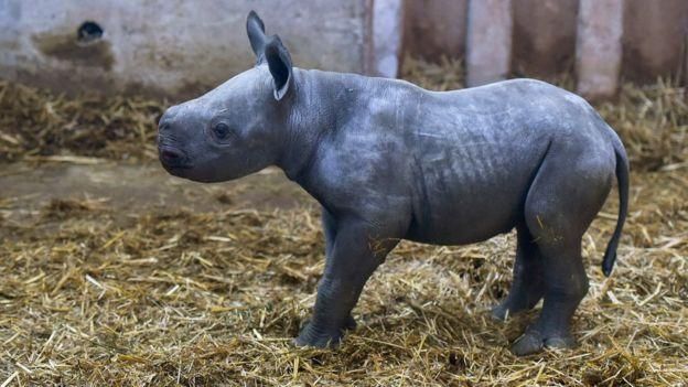 AFP/GETTY Image caption Детеныш черного носорога родился 6 декабря 2019 года в зоопарке Аркашона на юго-западе Франции