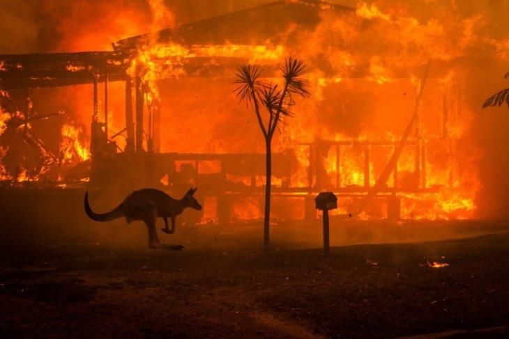 Кенгуру несется мимо горящего дома на фоне апокалиптического пожара в Конжоле, Новый Южный Уэльс.