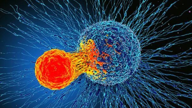 SCIENCE PHOTO LIBRARY Image caption Т-лимфоцит атакует раковую клетку (иллюстрация)
