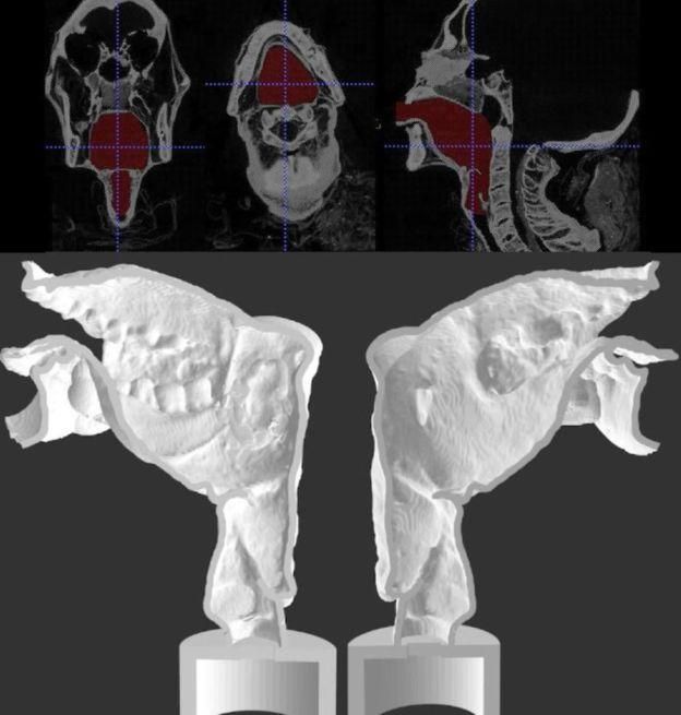 SCIENTIFIC REPORTS Image caption Речевой тракт Несямуна создали с помощью 3D-печати