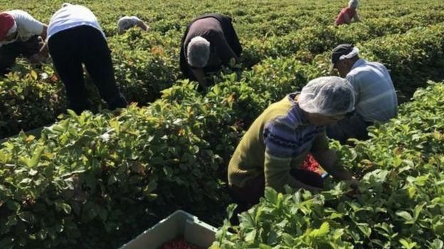 Фермеры зависят от сезонных рабочих из стран Восточной Европы