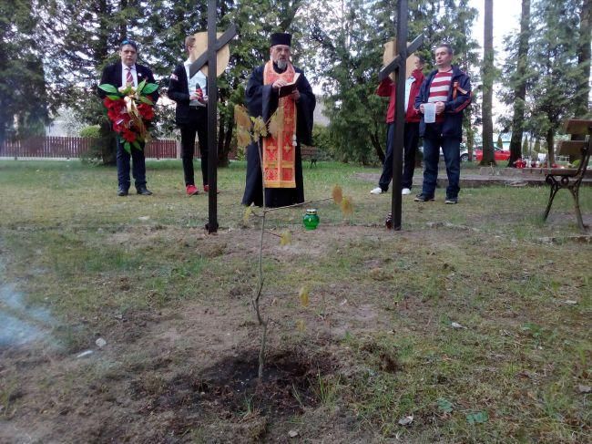 Дуб в честь 75-летия Победы в польской деревне Дубиче-Церкевне. Фото Мариуша Ничипорука / EADaily