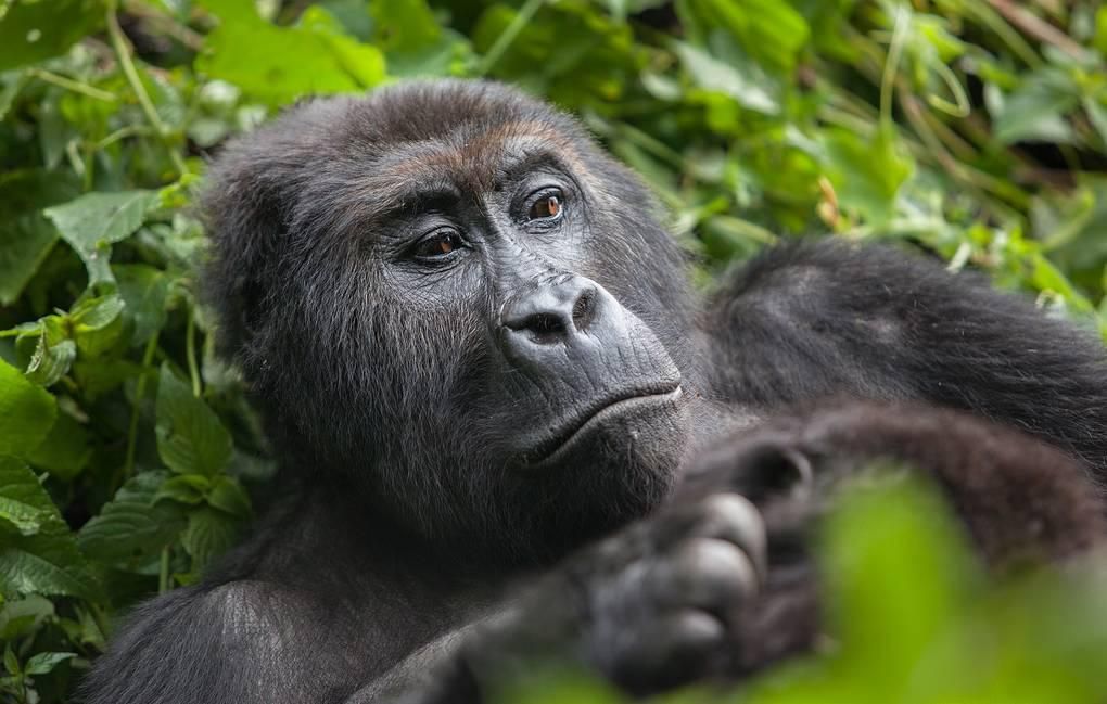 Восточная равнинная горилла © Katya Tsvetkova/Shutterstock/FOTODOM