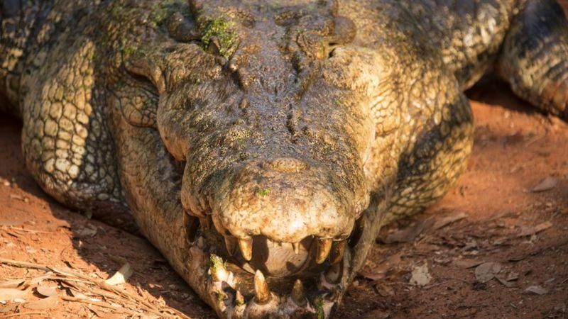 Гребнистые крокодилы обитают в основном в Юго-Восточной Азии и на севере Австралии
