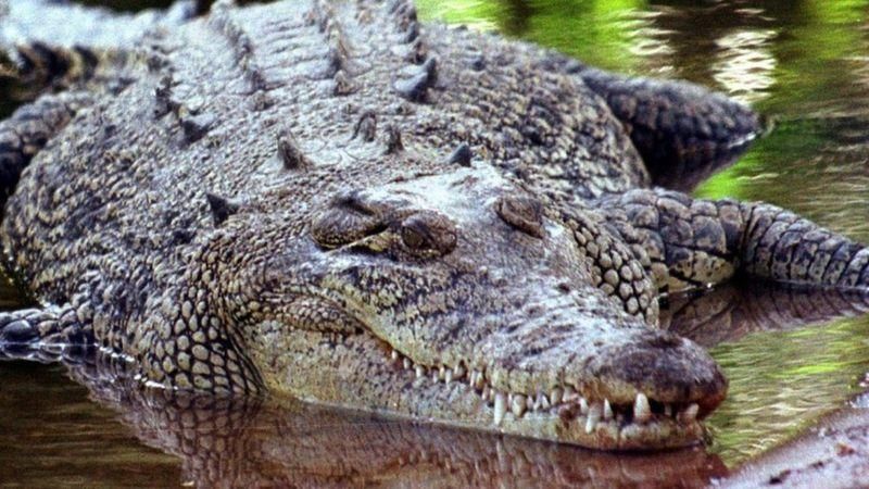 PA MEDIA Подпись к фото, Гребнистый крокодил считается самым крупным современным наземным или прибрежным хищником, длина самцов достигает семи метров, а вес - двух тонн
