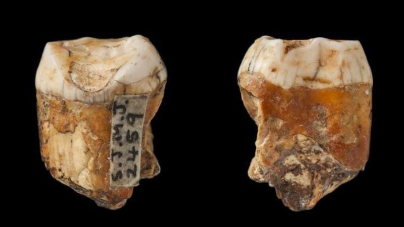 JOURNAL OF HUMAN EVOLUTION Подпись к фото, Зубы с острова Джерси - одни из ближайших к нам по времени из известных науке останков неандертальцев