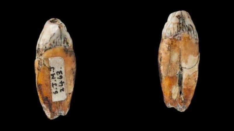 JOURNAL OF HUMAN EVOLUTION Подпись к фото, Зубы были найдены больше 100 лет назад