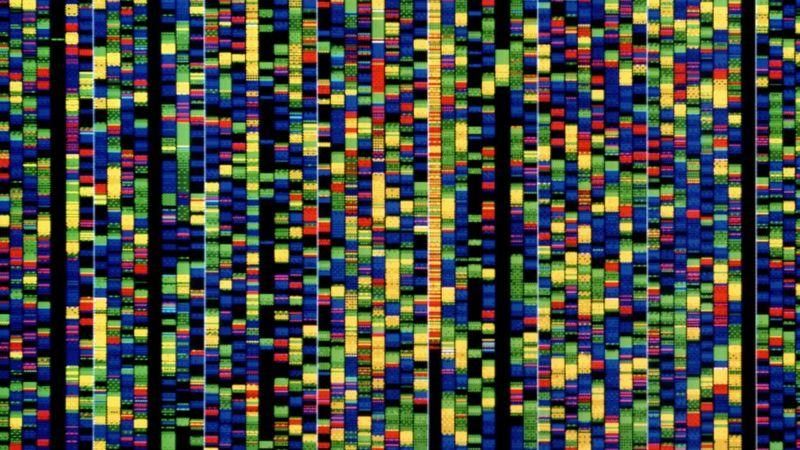 SCIENCE PHOTO LIBRARY Подпись к фото, Так выглядит ДНК человека, если изобразить генетический код в виде цветов. Последовательность составлена из желтых, зеленых, красных и синих полосок, каждая из которых соответствует одному из четырех азотистых оснований