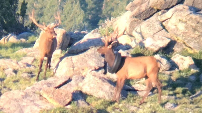 COLORADO PARKS AND WILDLIFE Подпись к фото, Впервые оленя с шиной на шее заметили летом 2019 года