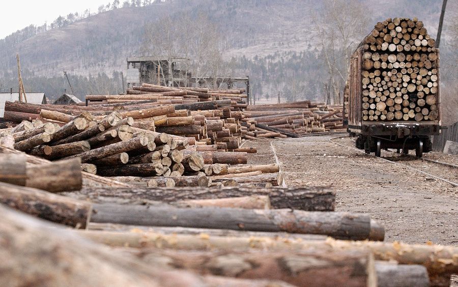 Приёмный пункт вырубленного леса. Фото © ТАСС / Евгений Епанчинцев