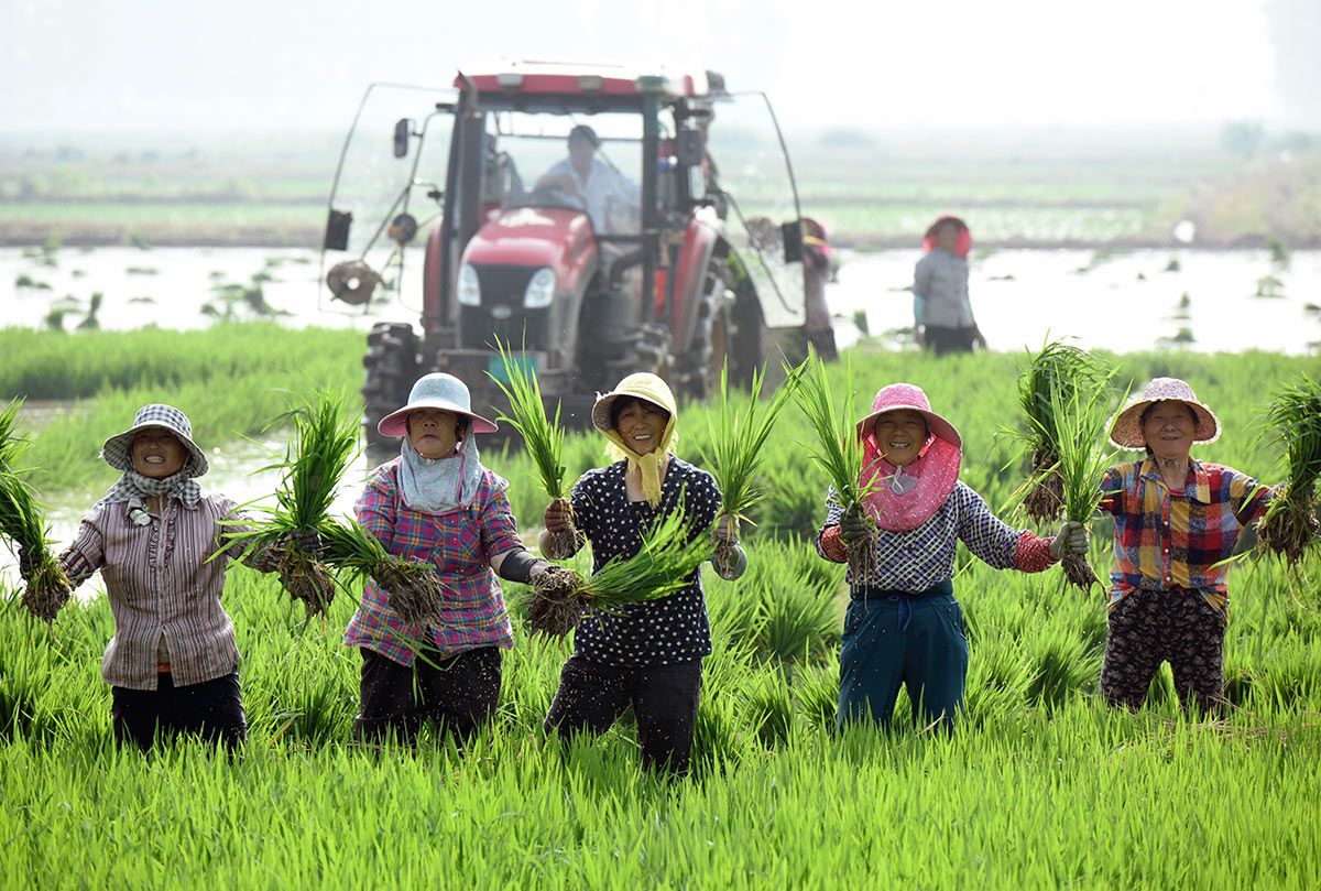 Сбор риса в провинции Цзянсу, 20 июня 2021 года DPA/Vostock Photo
