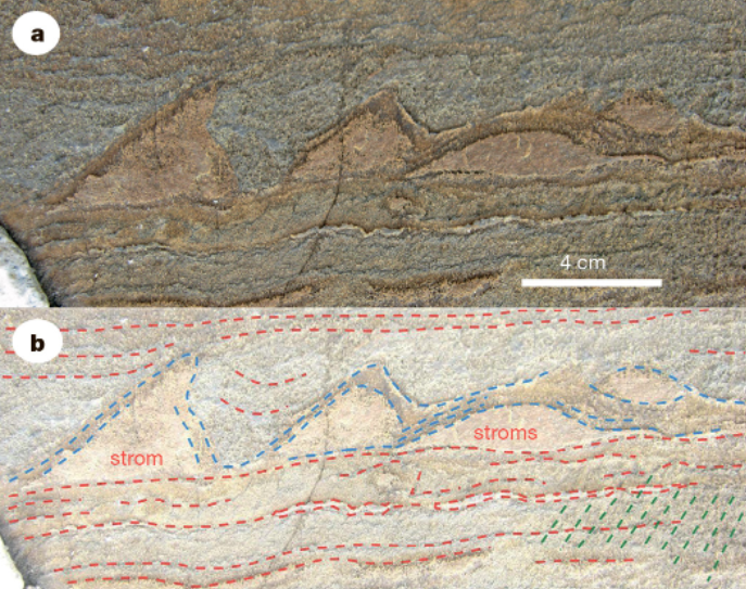 Найденные в Гренландии предполагаемые строматолиты возрастом 3,7 млрд лет. Фото © Nature