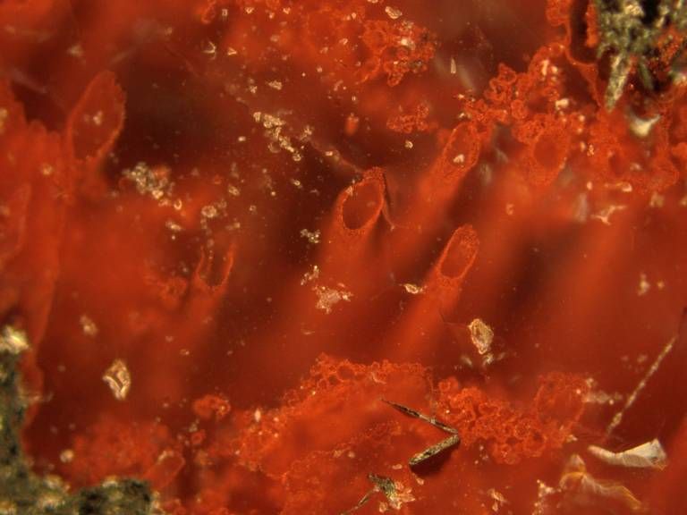 Найденные в Канаде предполагаемые окаменелости микробов возрастом 3,7–4,3 млрд лет. Фото © Университетский колледж Лондона