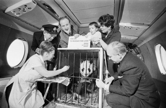 Любимица посетителей лондонского зоопарка панда Чи-Чи, 11 марта 1966 Terry Fincher/Express/Getty Images