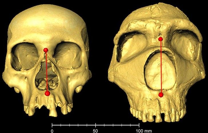 Высота носа у современного человека (коренного жителя Америки) — 50,2 мм, у неандертальца — 63,8 мм. ФотоCommunications Biology