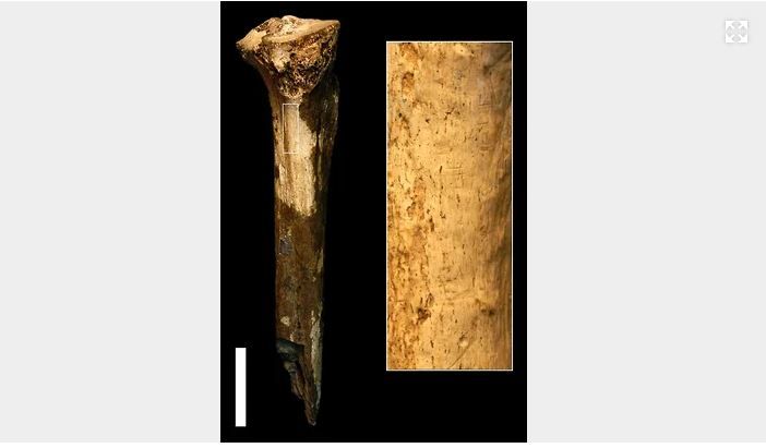 Найденная кость древнего гоминина и увеличенный участок, на котором видны следы надрезов, Фото: Springer Nature