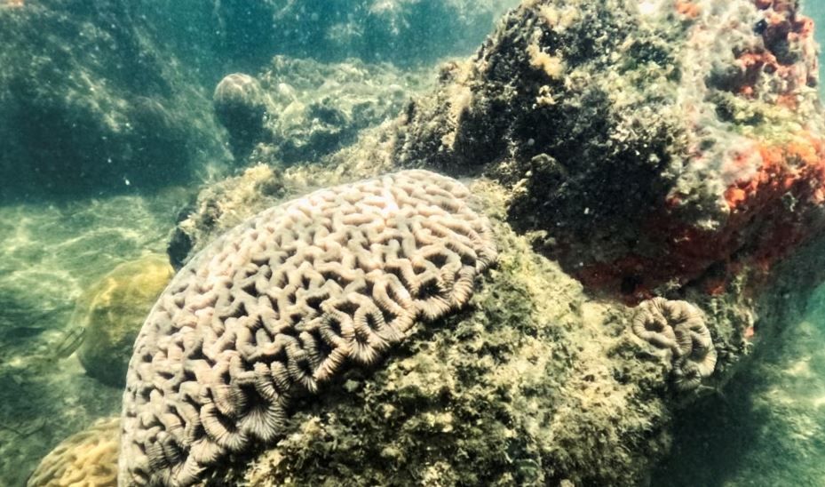Коралловые рифы у побережья Флориды