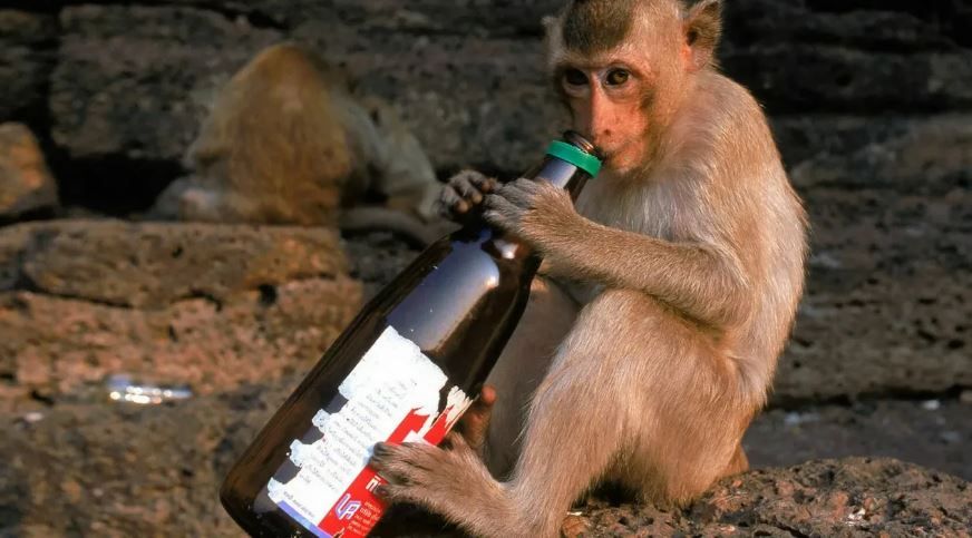 Для эксперимента отобрали обезьян, пристрастившихся к алкоголю. © fastpic
