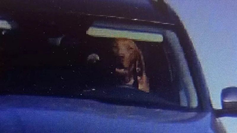 POLICIA SR Подпись к фото, Полция обнародовала фото собаки за рулем