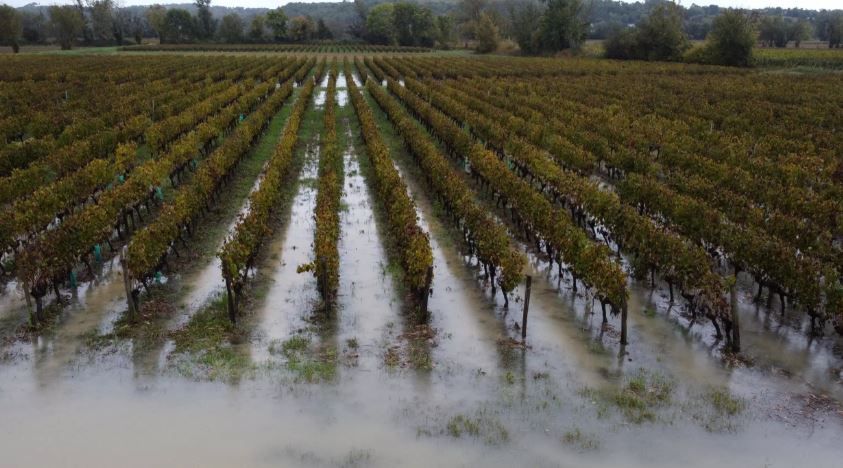 Затопленный виноградник в коммуне Порте (департамент Жиронда) во Франции, 3 ноября 2023 г. AFP - ROMAIN PERROCHEAU