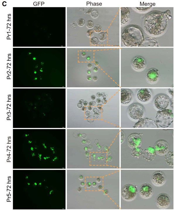Химерные эмбрионы в разных средах культивирования. Левый столбец — снимки с флуоресцентного микроскопа, средний — с фазово-контрастного микроскопа, правый — увеличение отдельных эмбрионов. Самым успешным признали протокол номер 4 Jing Cao et al. / Cell, 2023