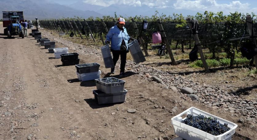 Сбор винограда в Аргентине, 14 марта 2023 г. По данным Национального института виноградарства, урожай винограда в этом году снизился в стране из-за повторяющихся эпизодов засухи, поздних заморозков и града AFP - ANDRES LARROVERE