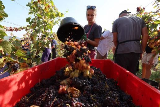 Сбор урожая винограда в коммуне Тренайм на востоке Франции, 12 сентября 2023 г. AFP - FREDERICK FLORIN