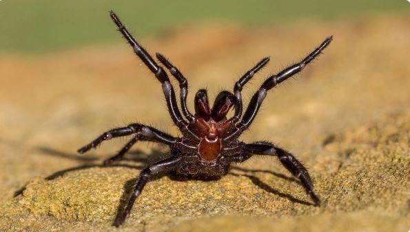 Представитель вида сиднейского воронкообразного паука Фото: Shutterstock