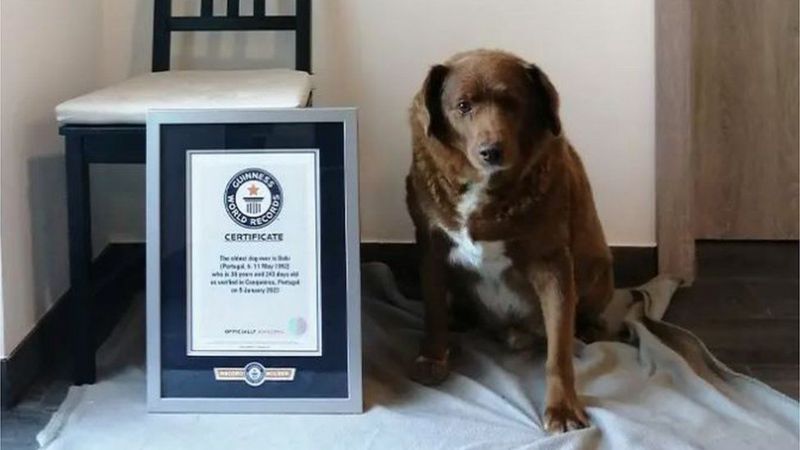 GUINNESS WORLD RECORDS Подпись к фото, Боби с сертификатом рекорда. Скептики говорят, что окрас пса отличается, например, на первой и второй фотографии, но первая была сделана на солнце, вторая — в помещении