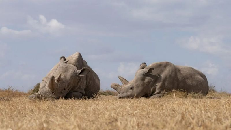 AN ZWILLING Подпись к фото, Наджин и Фату — последние в мире северные белые носороги