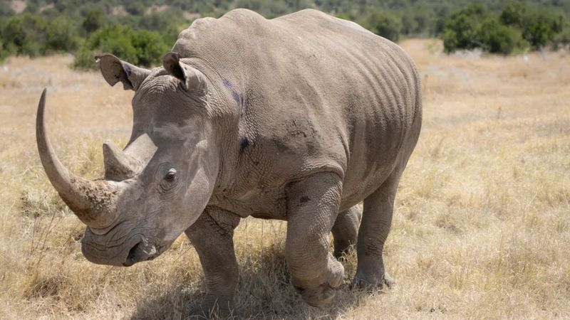 JAN ZWILLING Подпись к фото, Беременная суррогатная самка южного носорога умерла от содержавшихся в почве болезнетворных бактерий