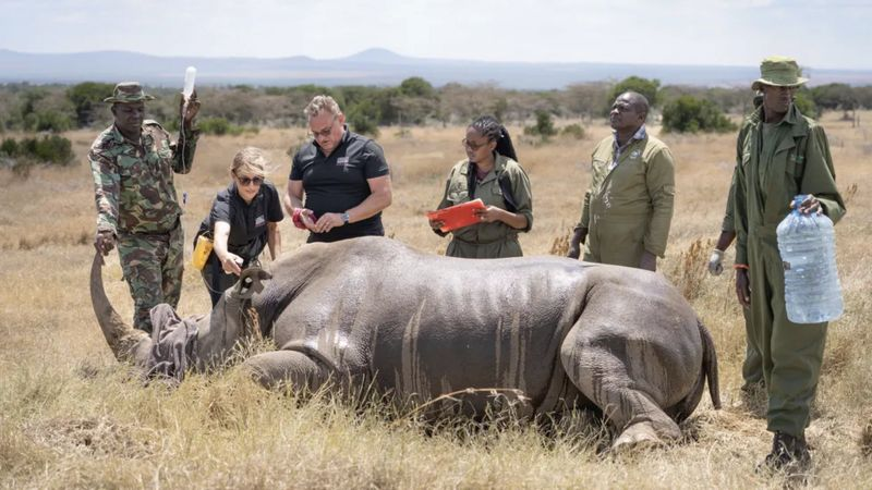 JAN ZWILLING Подпись к фото, Эмбрион был пересажен суррогатной матери — самке южного белого носорога