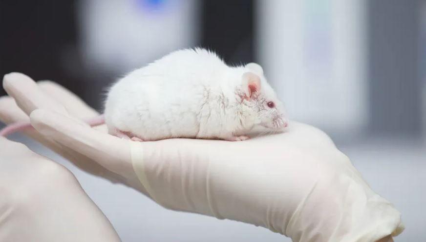 Процесс старения у мышей ученые смогли притормозить, используя специальный препарат. Keystone / Friso Gentsch