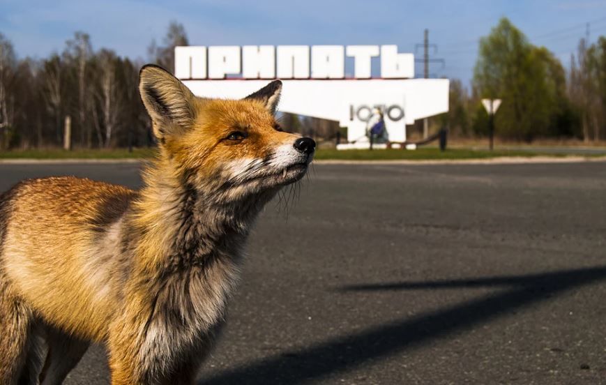 Радиация не убила животных Фото: Shutterstock